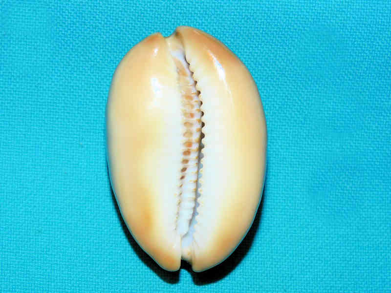 Lyncina ventriculus 1 7/8” or 48.13mm. "Lovely"#700881