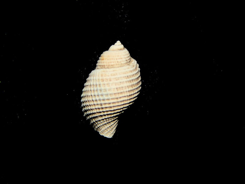 Massyla venusta 15.51mm.-Apac Pit Lot#16415 Massyla venusta 15.51mm.-Apac Pit Lot#16415