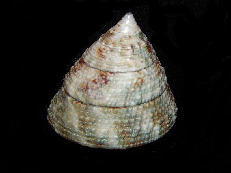 Trochus maculatus f. verrocosus 1 5/8"-Lot # 10194 Trochus maculatus f. verrocosus 1 5/8"-Lot # 10194