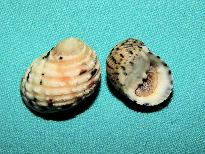 Nerita versicolor (2) 18.12mm and 21.05mm. W/o Lot#16161 Nerita versicolor (2) 18.12mm and 21.05mm. W/o Lot#16161