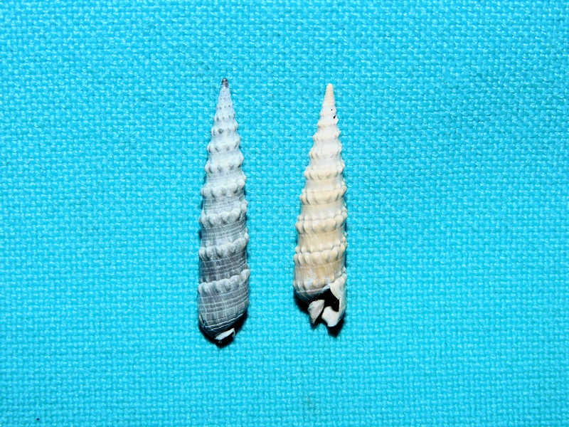 Strioterebrum vertebralis (2) 25.83mm & 24.87mm."Uncommon"#17166 Strioterebrum vertebralis (2) 25.83mm & 24.87mm."Uncommon"#17166