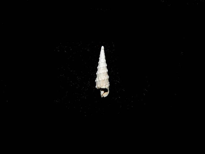 Strioterebrum vertebralis 14.28mm."Fruitville Member" #17413