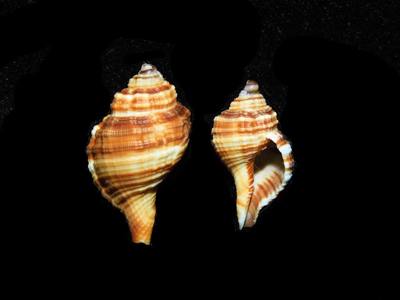 Cymatium vestitum (2) 22.81mm & 27.36mm. #17695