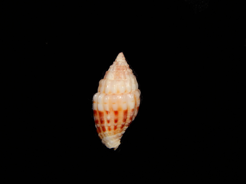 Vexillum speciosum 16.81mm-Kwajalein Atoll-Lot#12451