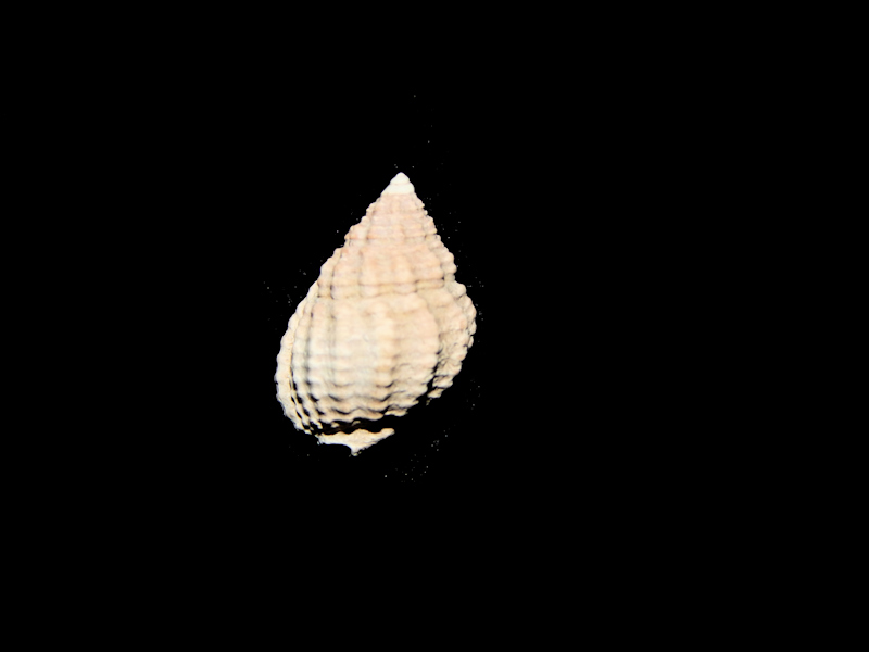 Nassarius (Phrontis) vibex 14.43mm.-Fossil Apac Ex-LG-Lot#16340 Nassarius (Phrontis) vibex 14.43mm.-Fossil Apac Ex-LG-Lot#16340