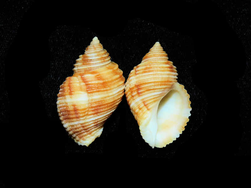 Nucella canaliculata (2) 35.56mm & 34.53mm."Lovely" #17555 - Click Image to Close