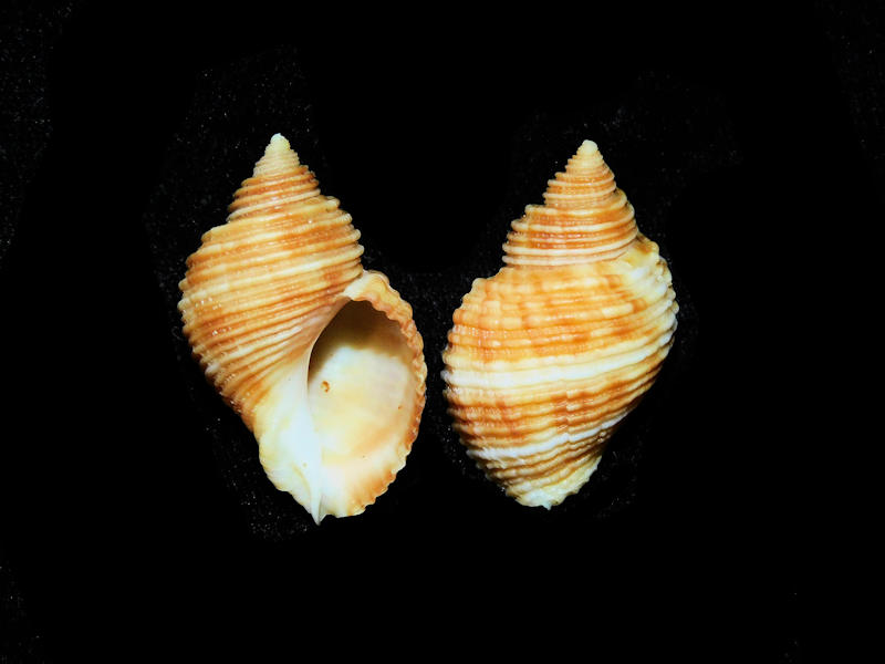 Nucella canaliculata (2) 35.56mm & 34.53mm."Lovely" #17555 - Click Image to Close