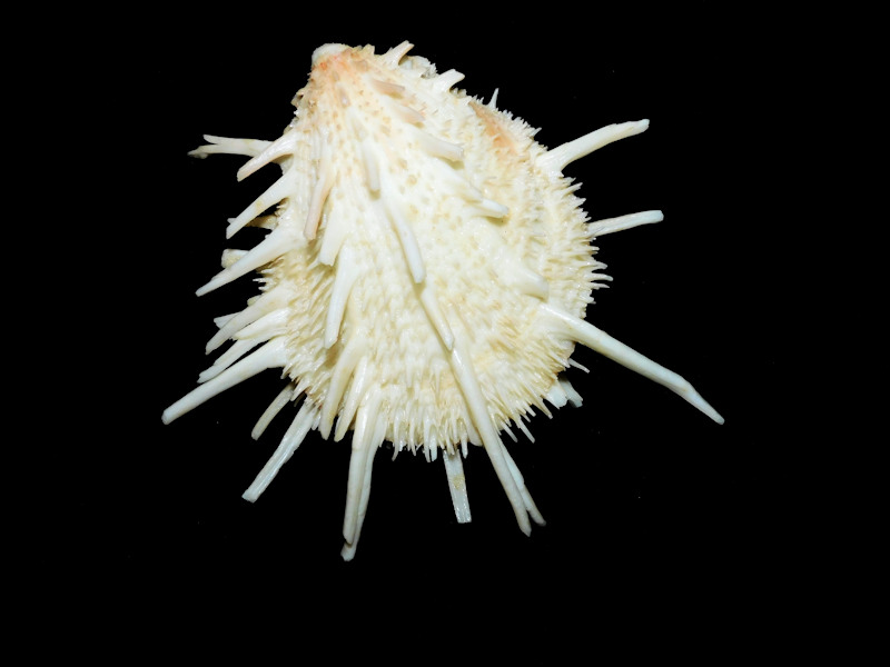 Spondylus victoriae 4 5/8” or 116.35mm. Keppel Bay #700003 - Click Image to Close