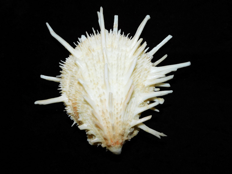 Spondylus victoriae 4 5/8” or 116.35mm. Keppel Bay #700003 - Click Image to Close
