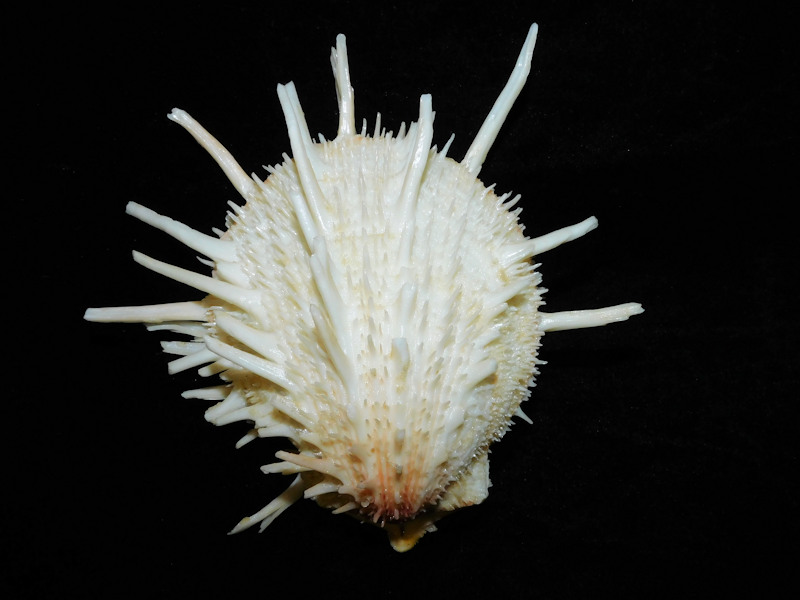 Spondylus victoriae 4 5/8” or 116.35mm. Keppel Bay #700003 - Click Image to Close