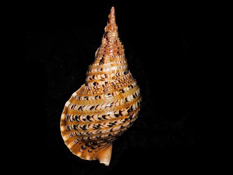 Charonia tritonis 13.97mm or 355mm. w/o "Vietnam Beauty"#700363 Charonia tritonis 13.97mm or 355mm. w/o "Vietnam Beauty"#700363