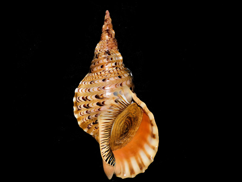 Charonia tritonis 13.97mm or 355mm. w/o "Vietnam Beauty"#700363