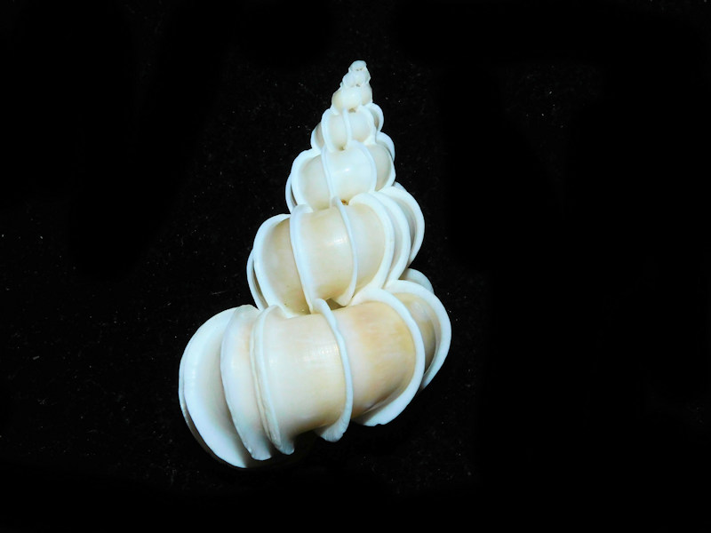 Epitonium scalare 2 3/8” or 57.03mm. w/o"Vietnam" #700545 Epitonium scalare 2 3/8” or 57.03mm. w/o"Vietnam" #700545