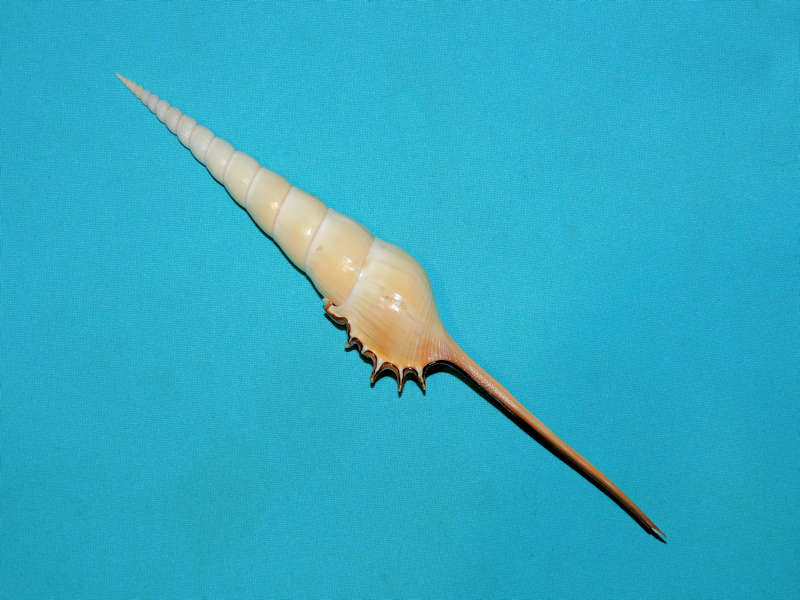 Tibia fusus 9 ¾” or 247.65mm. "Vietnam Monster" #700032 Tibia fusus 9 ¾” or 247.65mm. "Vietnam Monster" #700032