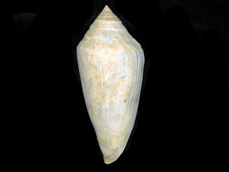 Contraconus arlinei 5 1/8" or 129.73mm."Super Giant"#17577