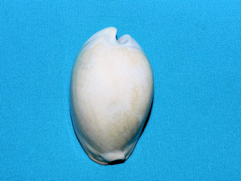 Akleistostoma fruitvillensis 2 3/8”& 58.10mm."Ultra-Rare"#600168 Akleistostoma fruitvillensis 2 3/8”& 58.10mm."Ultra-Rare"#600168