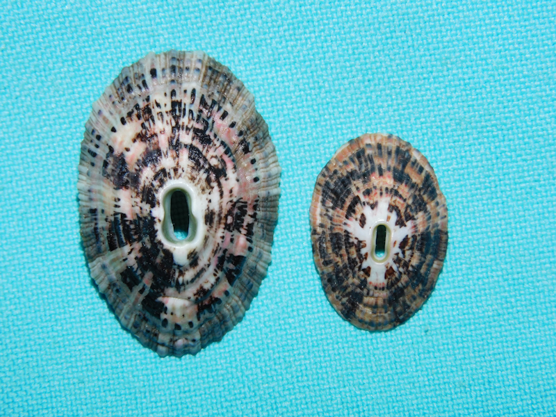 Fissurella (Cremides) virescens 34.03mm & 21.86mm-Lot#16797 Fissurella (Cremides) virescens 34.03mm & 21.86mm-Lot#16797