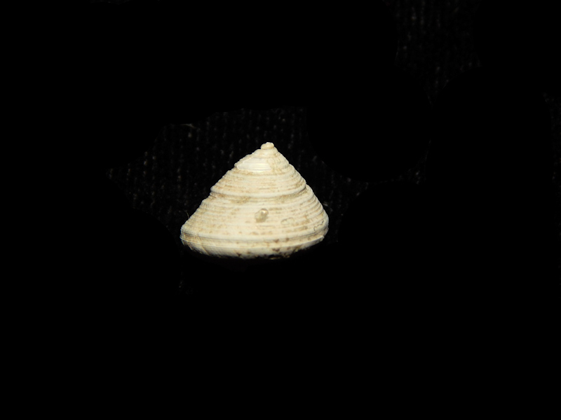 Calliostoma virginicum 10.44mm-Yorktown Formation-Lot#15711 Calliostoma virginicum 10.44mm-Yorktown Formation-Lot#15711