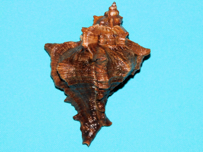 Chicoreus (Triplex) virgineus 3 ½”& 86.50mm."Sri Lanka" #700802