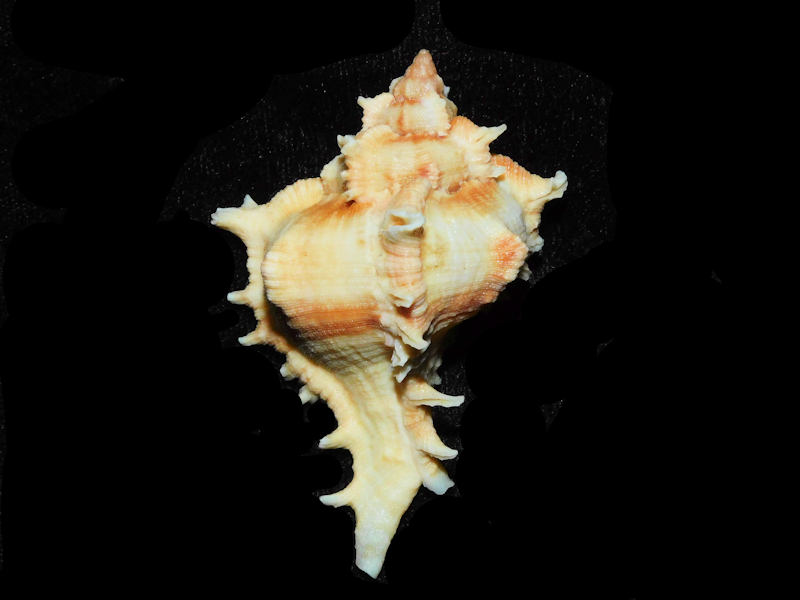 Chicoreus (Triplex) virgineus 2 3/4” or 67.14mm."India"#700860 - Click Image to Close