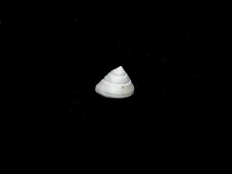 Calliostoma virginicum 10.65mm."Rare Moore House"#17099