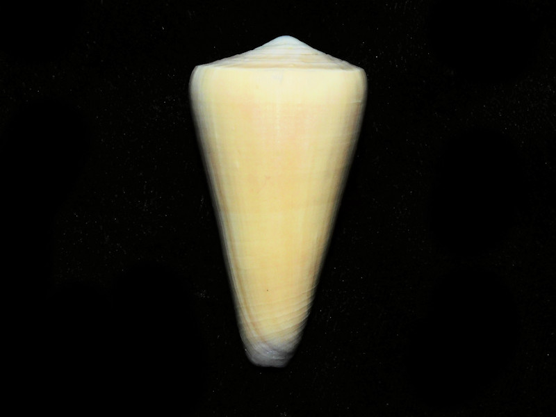 Virgiconus virgo 2 1/8” Philippine-Superb Specimen Lot#16844 Virgiconus virgo 2 1/8” Philippine-Superb Specimen Lot#16844