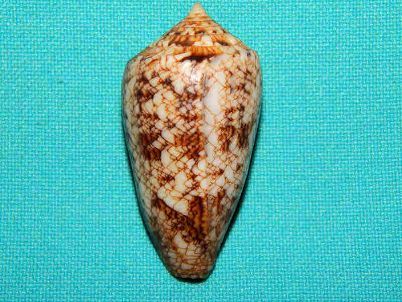 Cylinder victoriae victoriae 1 ¾” -Nice Pattern-Lot#13331 Cylinder victoriae victoriae 1 ¾” -Nice Pattern-Lot#13331