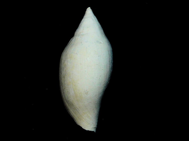 Volutifusus typus 3 5/8" or 88.98mm. "Lee Creek" #17389 Volutifusus typus 3 5/8" or 88.98mm. "Lee Creek" #17389