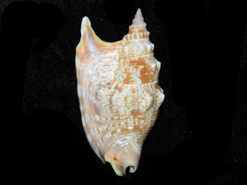 Euprotomus vomer 2 ¾” or 67.48mm."Noumea, New Caledonia LOT#901246JB (image for) Euprotomus vomer 2 ¾” or 67.48mm."Noumea, New Caledonia LOT#901246JB