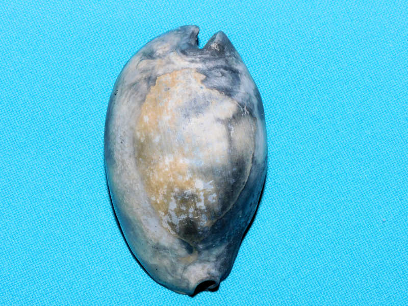 Pseudadusta metae 2 5/8” or 63.86mm."Blackish fossil"#800169 Pseudadusta metae 2 5/8” or 63.86mm."Blackish fossil"#800169