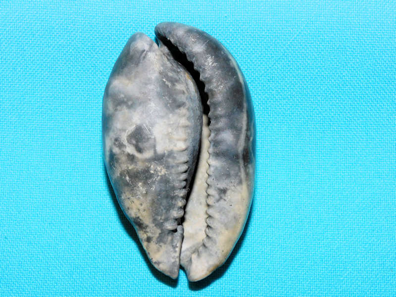 Pseudadusta metae 2 5/8” or 63.86mm."Blackish fossil"#800169