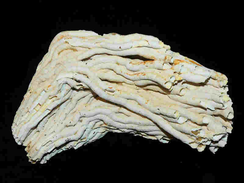 Vermicularia recta 6 7/8" or 175.15mm wide cluster Lot#17980 (image for) Vermicularia recta 6 7/8" or 175.15mm wide cluster Lot#17980