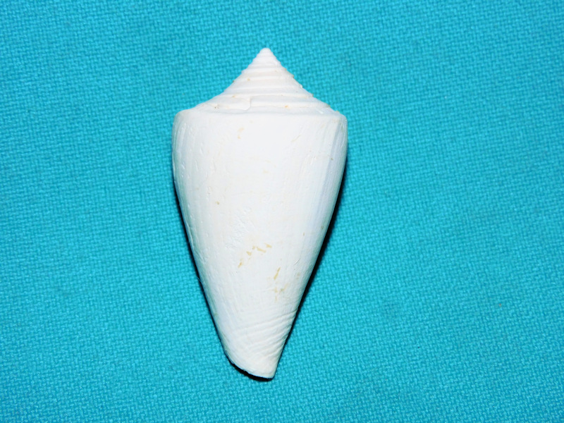 Seminoleconus waldroni 1 ¾” or 46.13mm.Ultra-Rare Giant# 16883 Seminoleconus waldroni 1 ¾” or 46.13mm.Ultra-Rare Giant# 16883