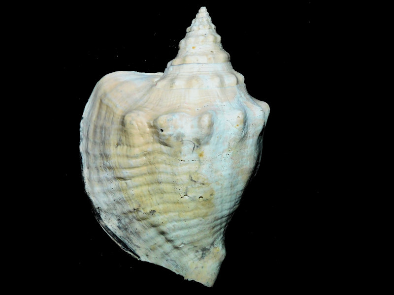 Macrostrombus mayacensis 5 3/8” or 133.68mm."Rare"#17350 Macrostrombus mayacensis 5 3/8” or 133.68mm."Rare"#17350