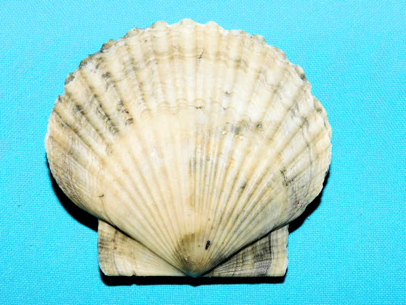 Carolinapecten(eboreus) walkerensis 3 3/8” or 82.92mm.#800196 Carolinapecten(eboreus) walkerensis 3 3/8” or 82.92mm.#800196