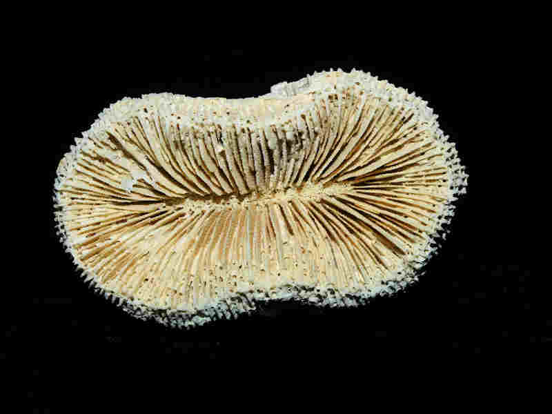 Antillia walli 76.74mm wide x 72.52mm. "Super Rare Adult Golden Gate" Lot#17977 (image for) Antillia walli 76.74mm wide x 72.52mm. "Super Rare Adult Golden Gate" Lot#17977