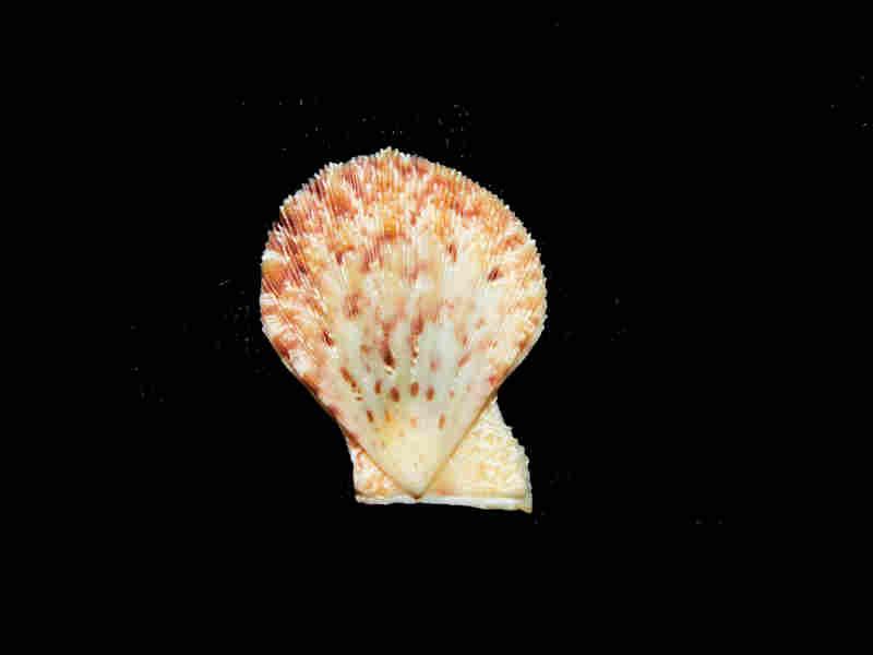 Complicachlamys wardiana 23.25mm."Camotes Sea" Lot#17933 (image for) Complicachlamys wardiana 23.25mm."Camotes Sea" Lot#17933
