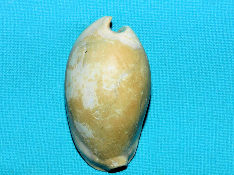 Akleistostoma williamdalli 2 ½” or 60.20mm. "Rare Dwarf"#800025 Akleistostoma williamdalli 2 ½” or 60.20mm. "Rare Dwarf"#800025