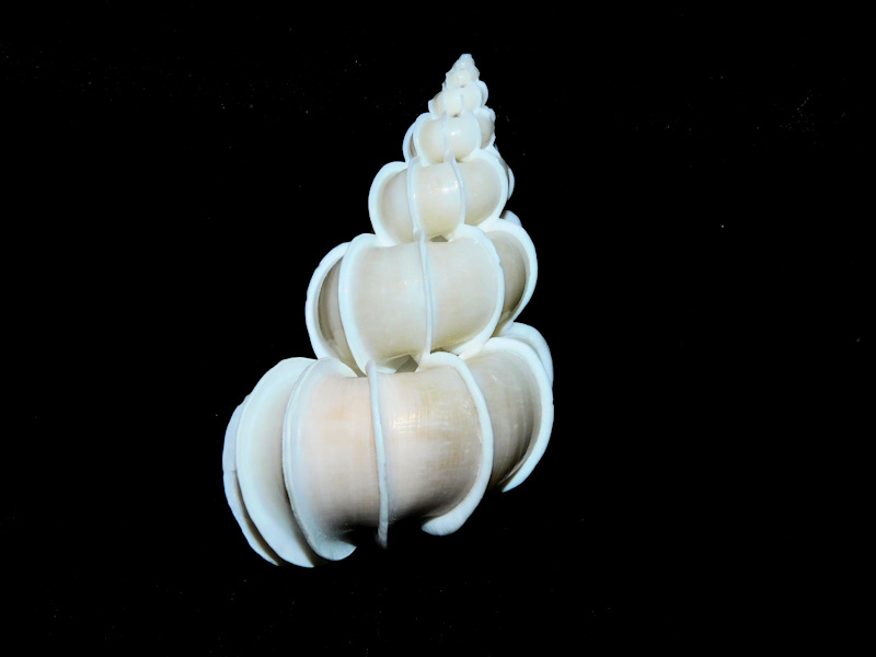 Epitonium scalare 2 ¼” or 55.91mm. w/o "Large" #700472 Epitonium scalare 2 ¼” or 55.91mm. w/o "Large" #700472