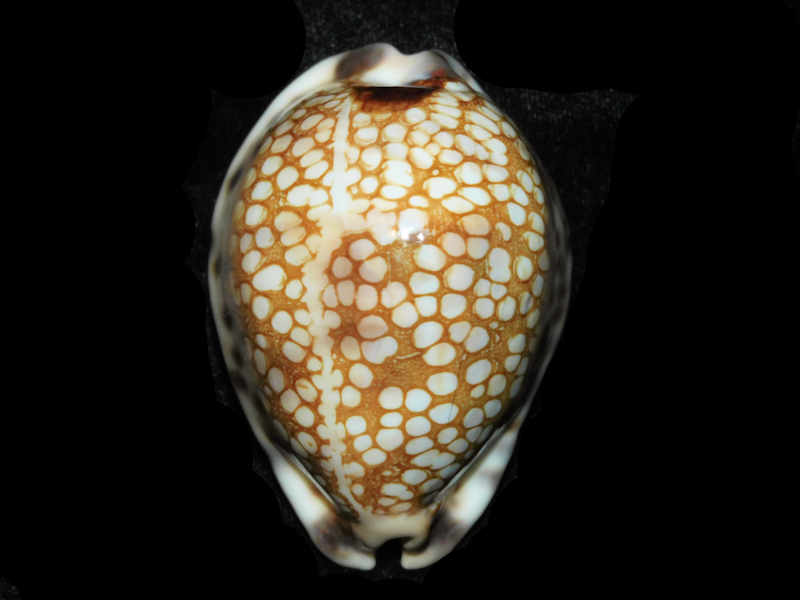 Mauritia histrio westralis 65.65mm "Broome West Australia" LOT#901307JB (image for) Mauritia histrio westralis 65.65mm "Broome West Australia" LOT#901307JB