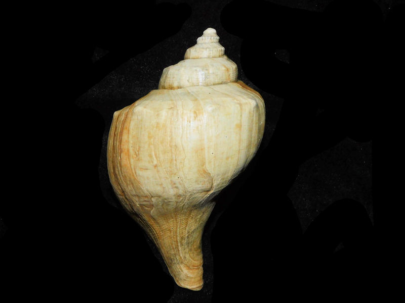 Brachysycon wilcoxi 5 5/8” or 138.80. "Lovely LG"#300023 Brachysycon wilcoxi 5 5/8” or 138.80. "Lovely LG"#300023