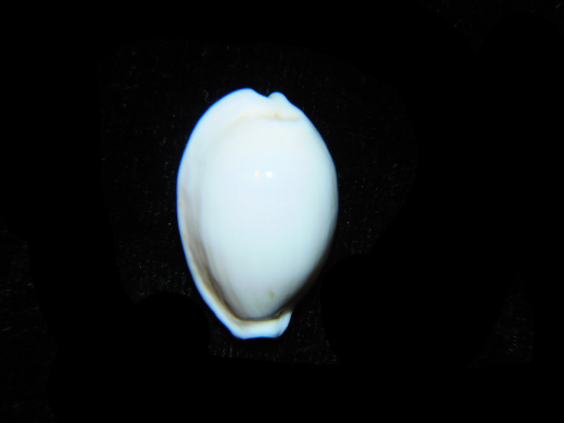 Cribrarula cribraria melwardi 24.27mm. Wilson Island, Queensland Australia Lot#901204JB (image for) Cribrarula cribraria melwardi 24.27mm. Wilson Island, Queensland Australia Lot#901204JB