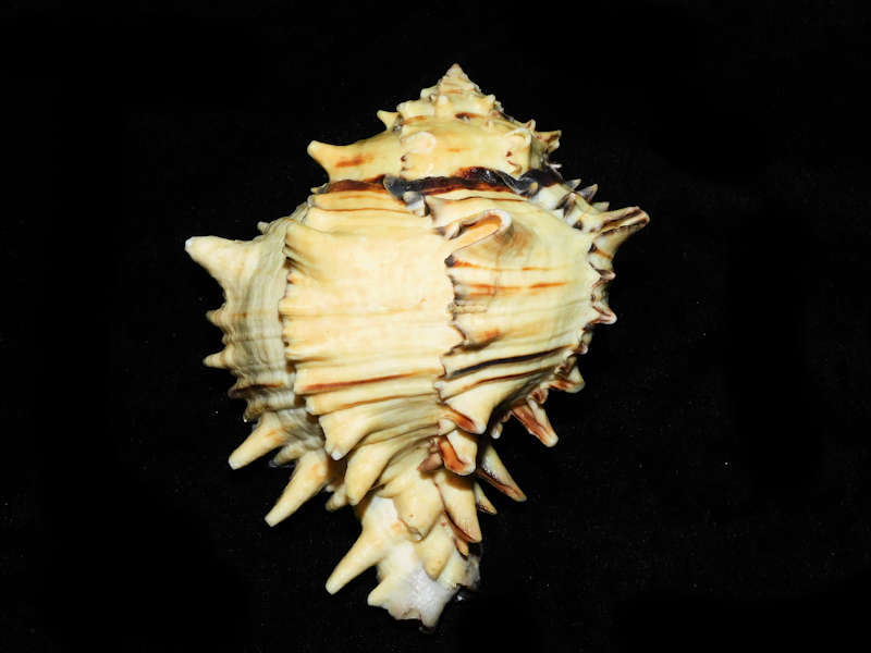Muricanthus nigritus 4 ¾” or 117.12mm. w/o "Whitish Form"#700477 Muricanthus nigritus 4 ¾” or 117.12mm. w/o "Whitish Form"#700477