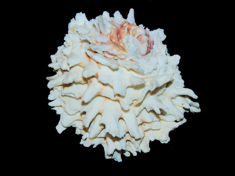 Chama Lazarus 3 5/8” or 90.05mm."White Beauty"#700897 Chama Lazarus 3 5/8” or 90.05mm."White Beauty"#700897