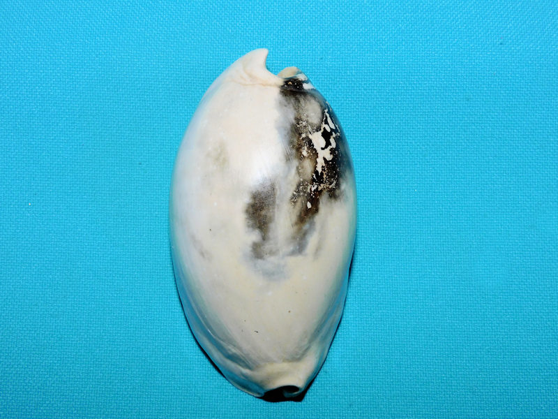 Akleistostoma (Dallicypraea) williamdalli 3” or 75.73mm.#600119 Akleistostoma (Dallicypraea) williamdalli 3” or 75.73mm.#600119