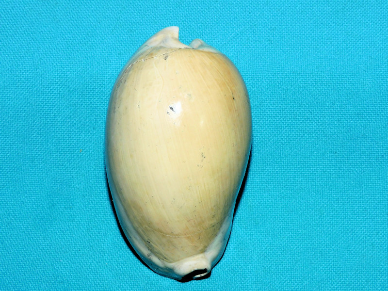 Akleistostoma williamdalli 2 7/8” or 73.96mm. Lovely #600054 Akleistostoma williamdalli 2 7/8” or 73.96mm. Lovely #600054