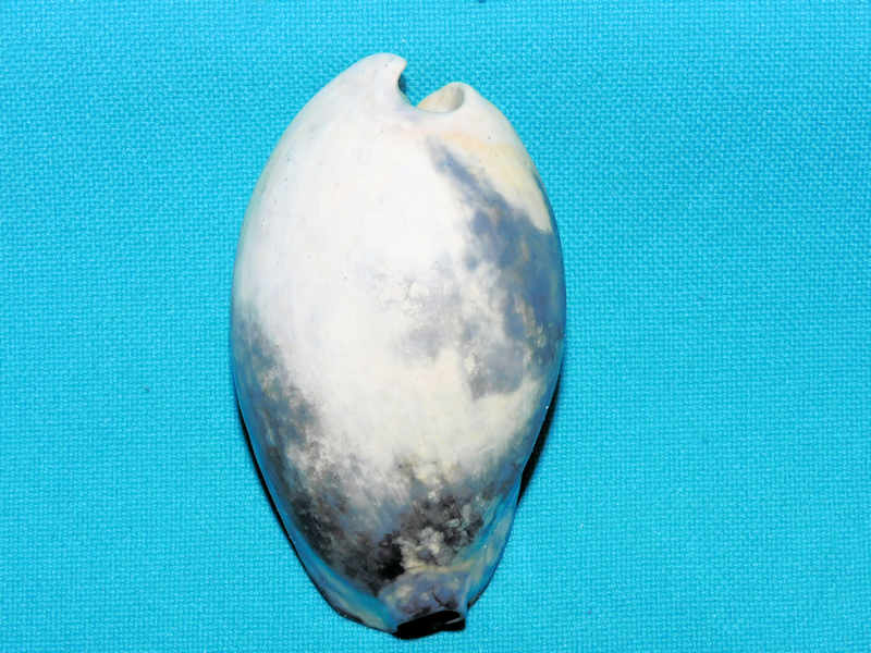 Akleistostoma williamdalli 2 5/8” or 63.73mm."Rare"#400104 Akleistostoma williamdalli 2 5/8” or 63.73mm."Rare"#400104