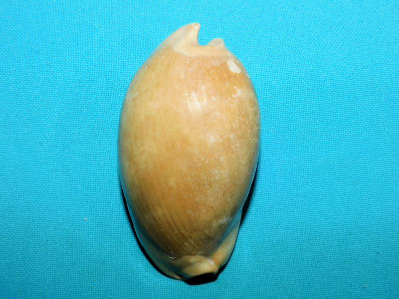 Akleistostoma williamdalli 3” or 77.17mm. Lovely #800033 Akleistostoma williamdalli 3” or 77.17mm. Lovely #800033