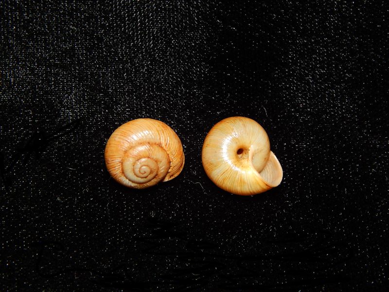 Sinumelon Wilpensis(2) -Land Snail-South Australia-Lot # 10130 Sinumelon Wilpensis(2) -Land Snail-South Australia-Lot # 10130