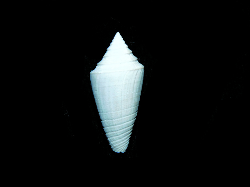 Jaspidiconus wilsoni 24.43mm. "Rare Brantley Pit"#17824 Jaspidiconus wilsoni 24.43mm. "Rare Brantley Pit"#17824
